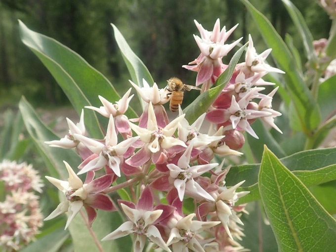 Milkweed