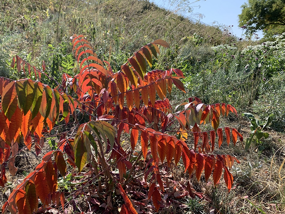 Rhus glabra cismontana