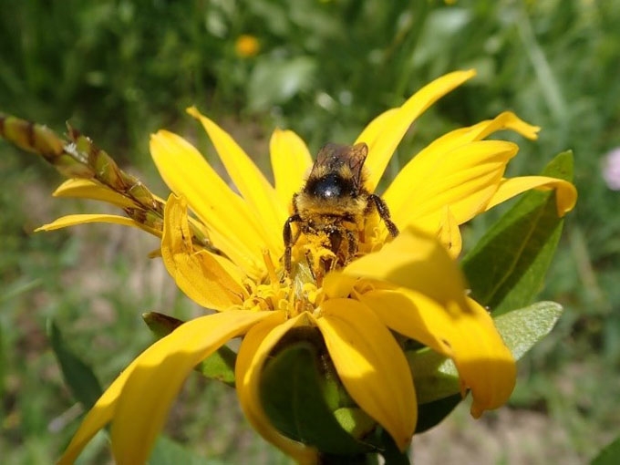 Wyethia amplexicaulis