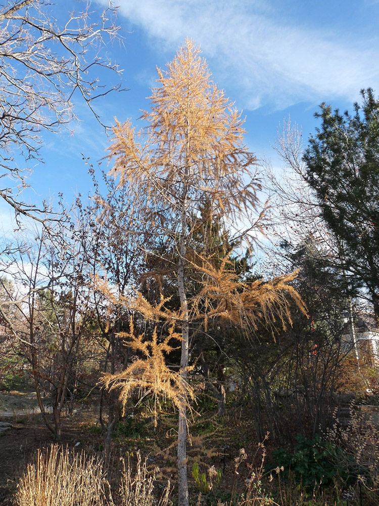 Larix sibirica 'Conica'