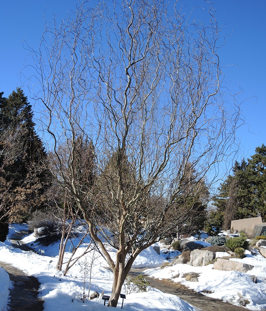 Salix matsudana 'Snake'