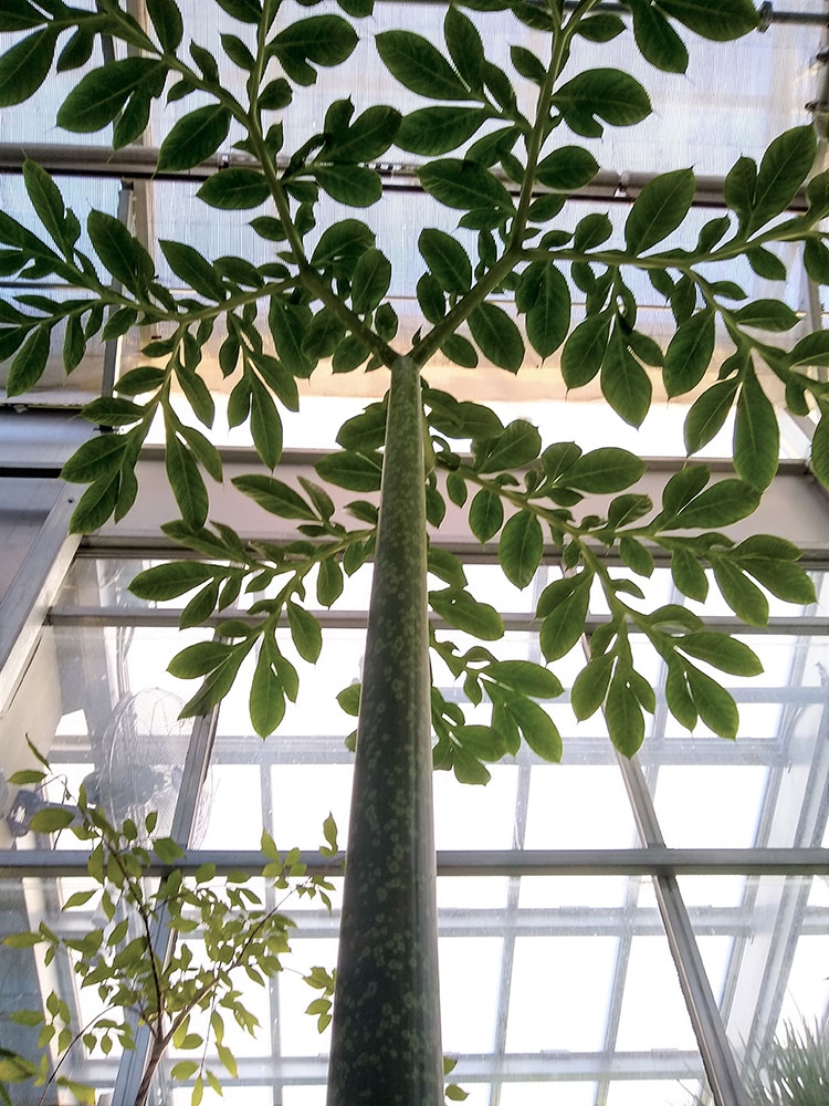 Amorphophallus titanum (corpse flower)