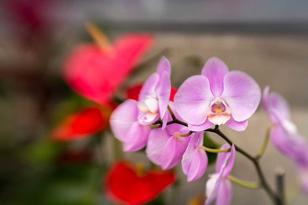 Orchid