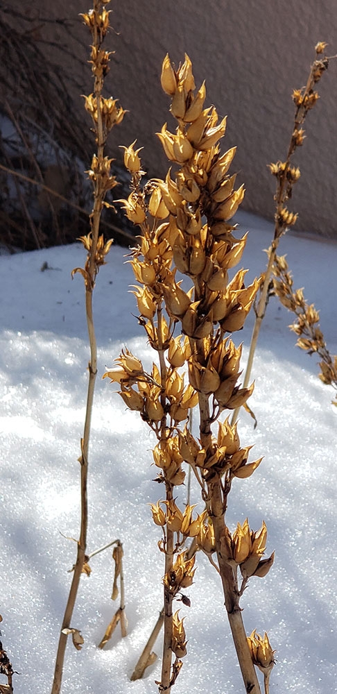 Native penstemon (Penstemon spp.) 