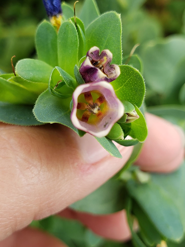 Gardening Help gallery 3