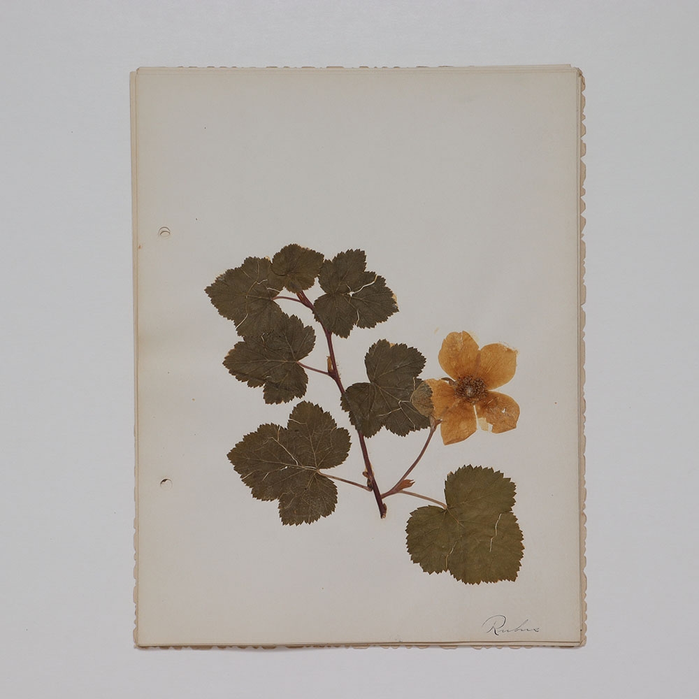 pressed flower