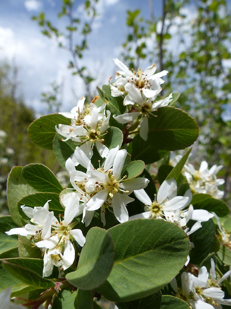 Amelanchier utahensis (Utah serviceberry)