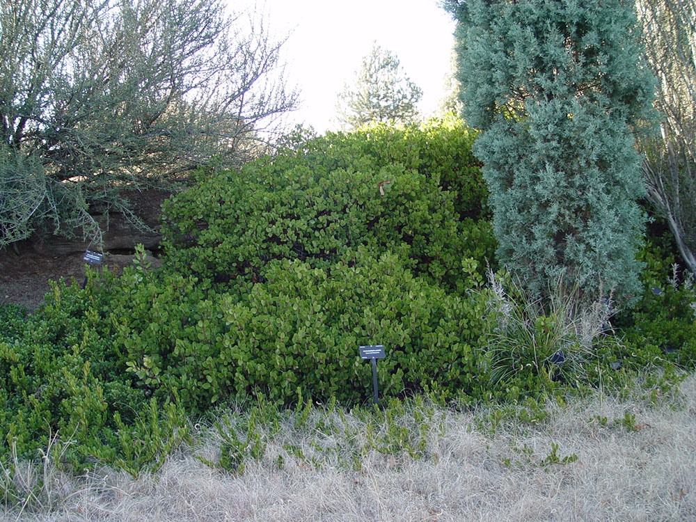 Arctostaphylos patula (greenleaf manzanita)