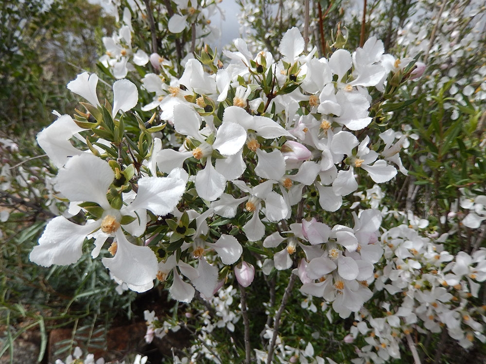 Fendlera rupicola (cliff fendlerbush)