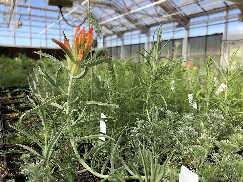 Castilleja in greenhouse