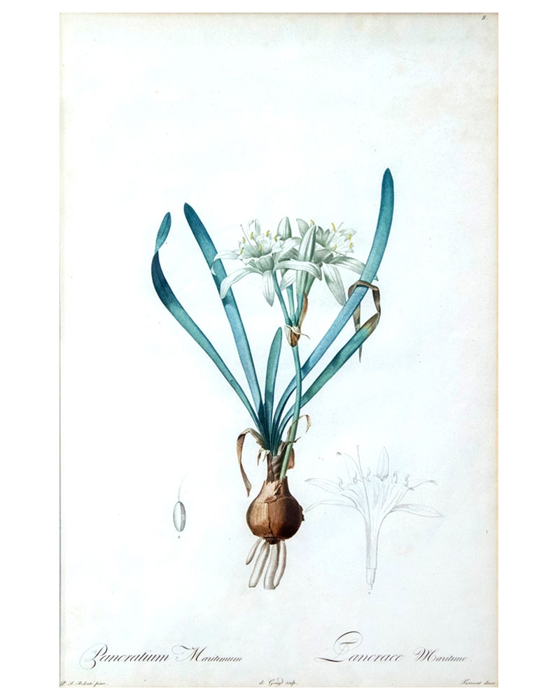Pierre Joseph Redouté, Pancratium maritimum, engraving, ca. 1813. Gift of Dr. Emil J. Massa.