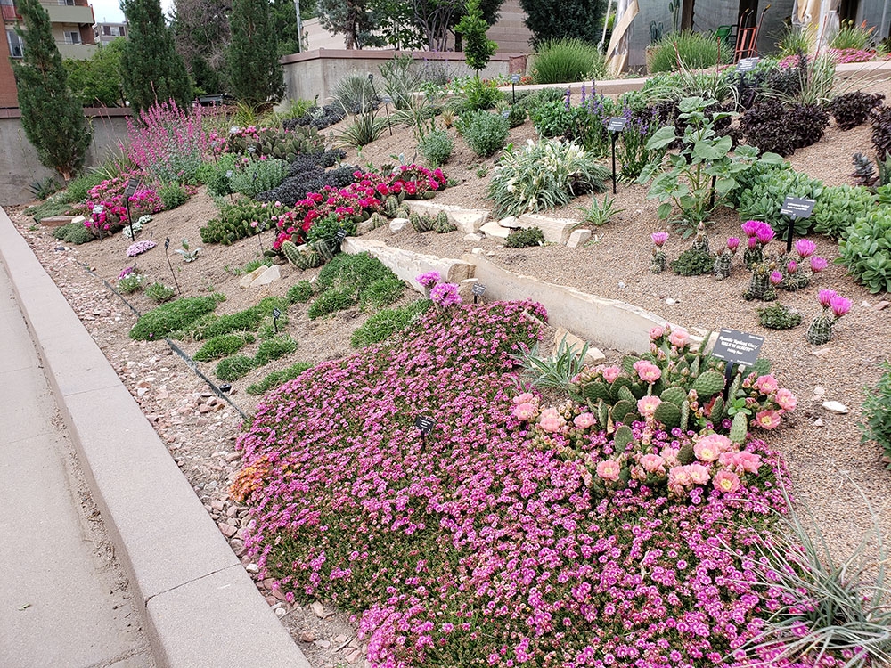 Nexus Garden with Delosperma GRANITA in the foreground