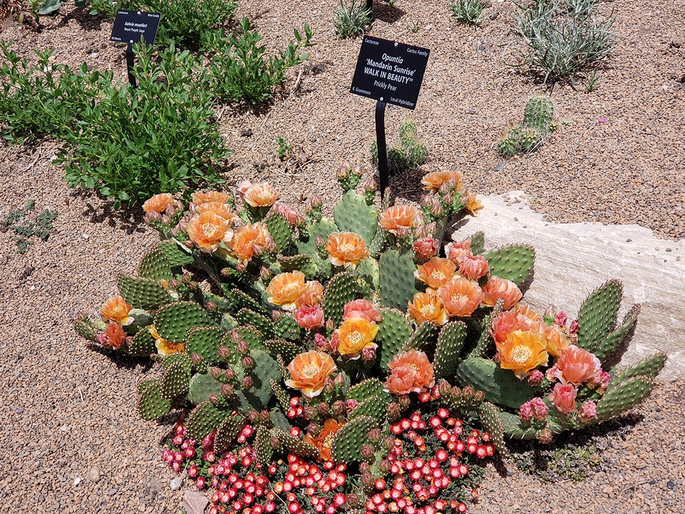 Opuntia 'Mandarin Sunrise'