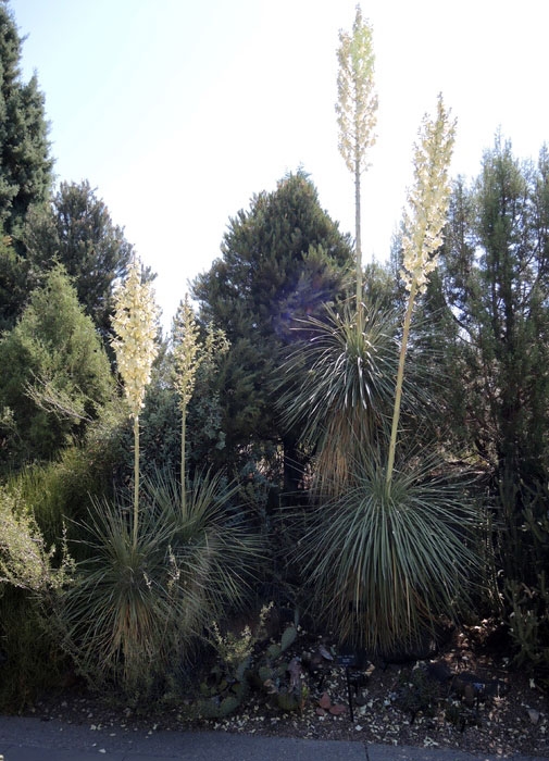 Yucca elata in bloom