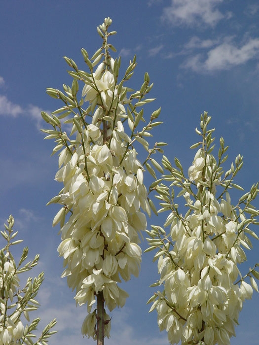 Yucca thompsoniana flowers