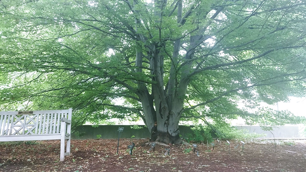 Beech tree in Oak Grove
