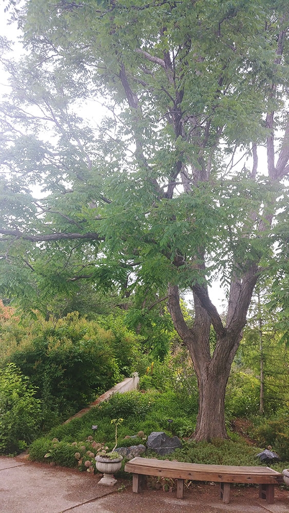 Kentucky coffee tree by western entry to PlantAsia