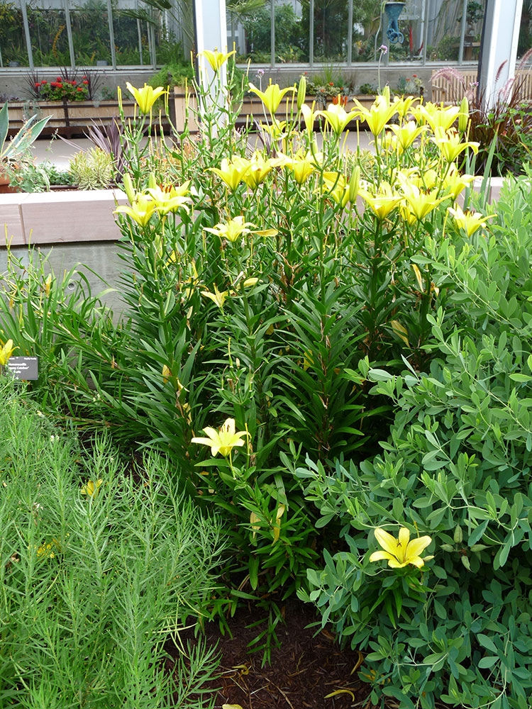 Lilium 'Connecticut King' in Shady Lane with Orangery view beyond