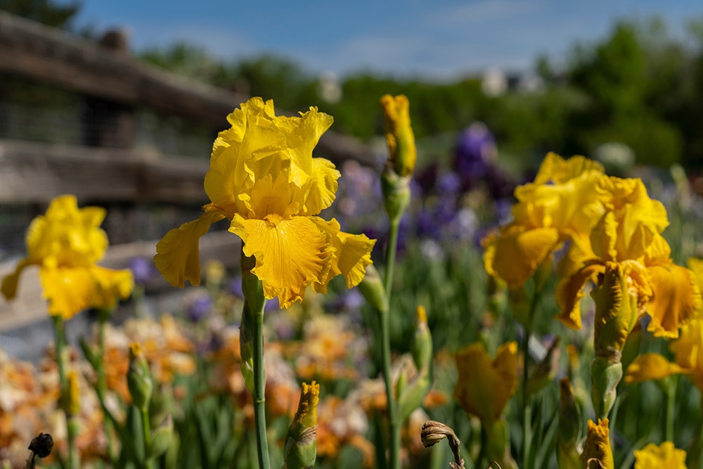 yellow iris