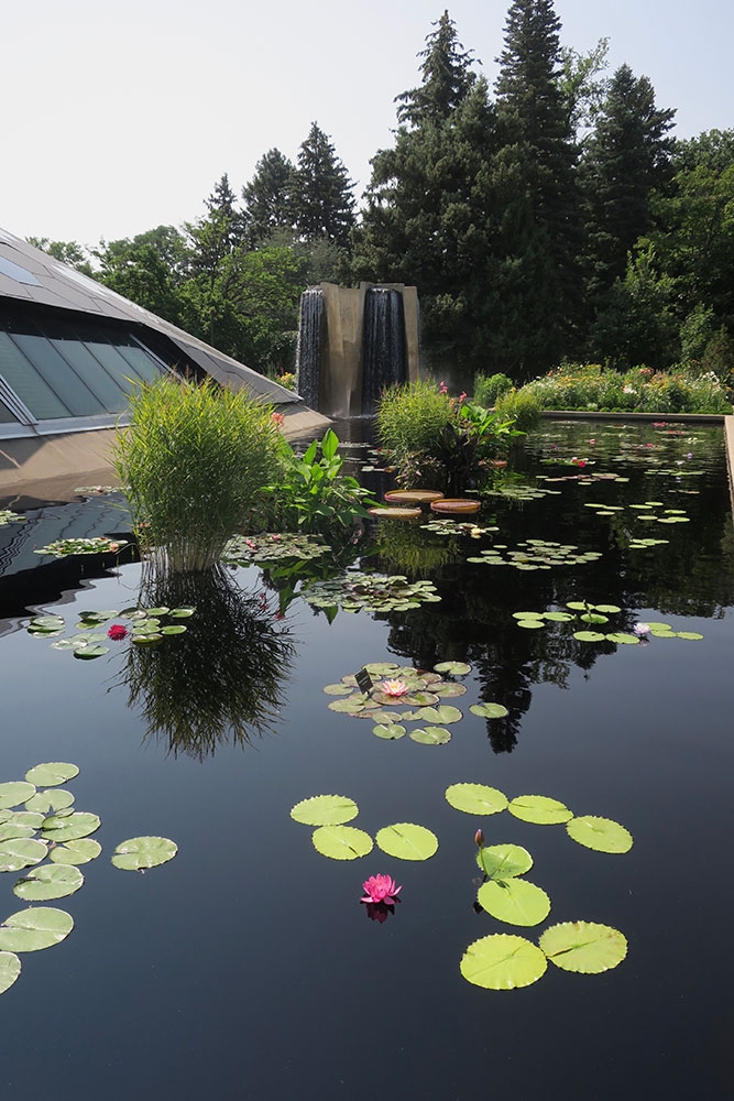 Four Towers Pond (west side) with Australian Waterlilies