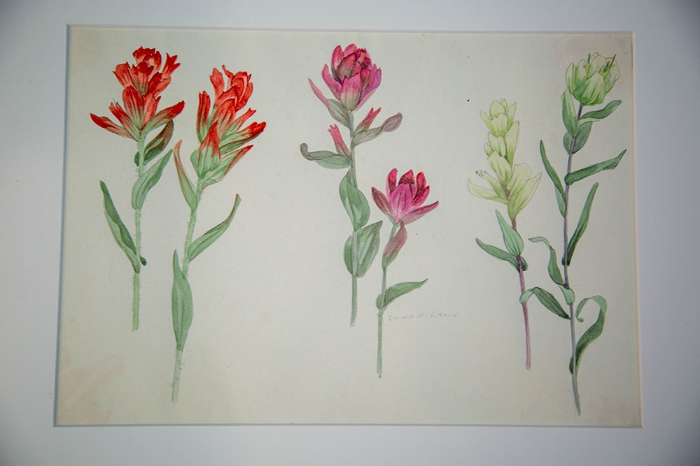 Emma Armstrong Ervin, Aug. 26, Navajo Mt., from Colorado Wildflowers series, pencil and watercolor on paper, 1914-1934, gift of the artist. 