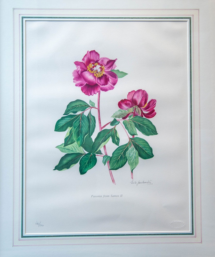 Niki Goulandris, Paeonia from Leukas, from Peonies of Greece by William T, Stearn and P.H. Davies, lithograph, 1984, gift of A.G. Andrikopoulos.