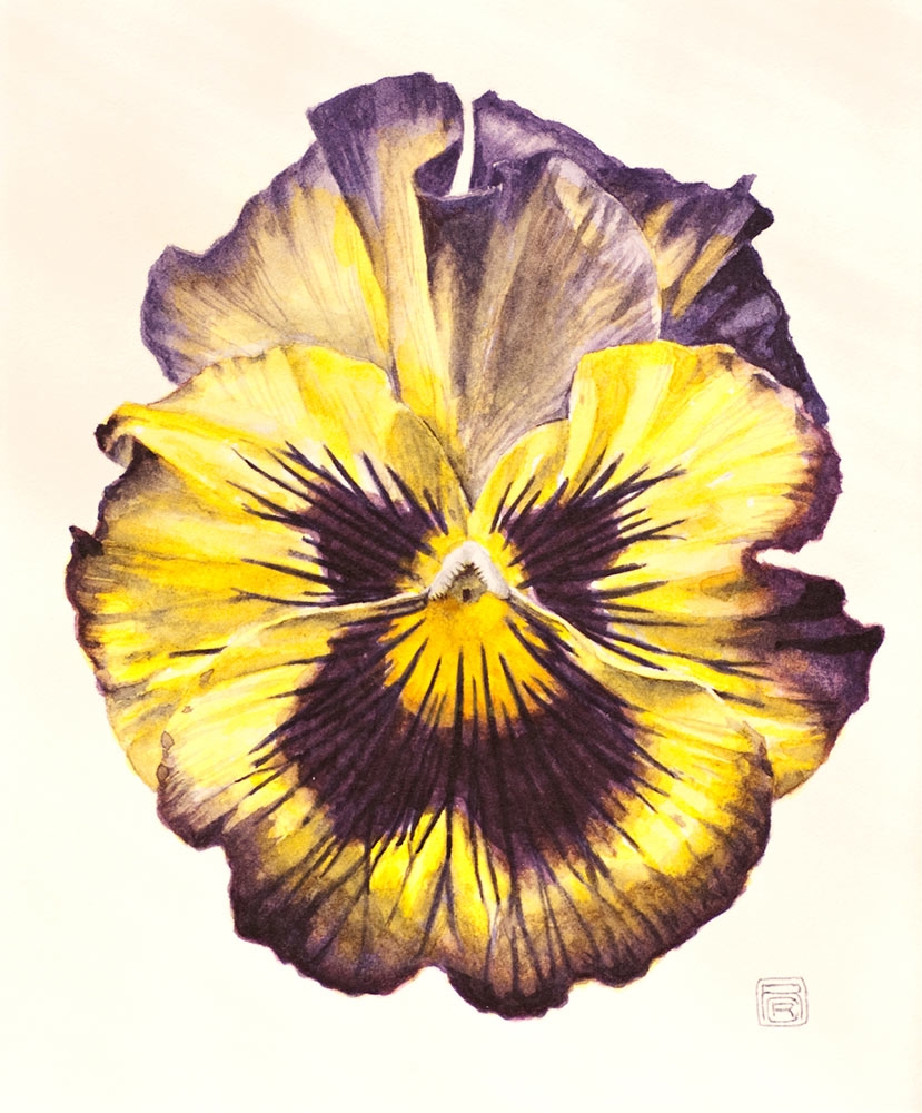 Randy Raak, Viola tricolor, watercolor, 2011.