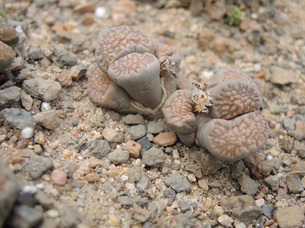 Living stones, Lithops salicola