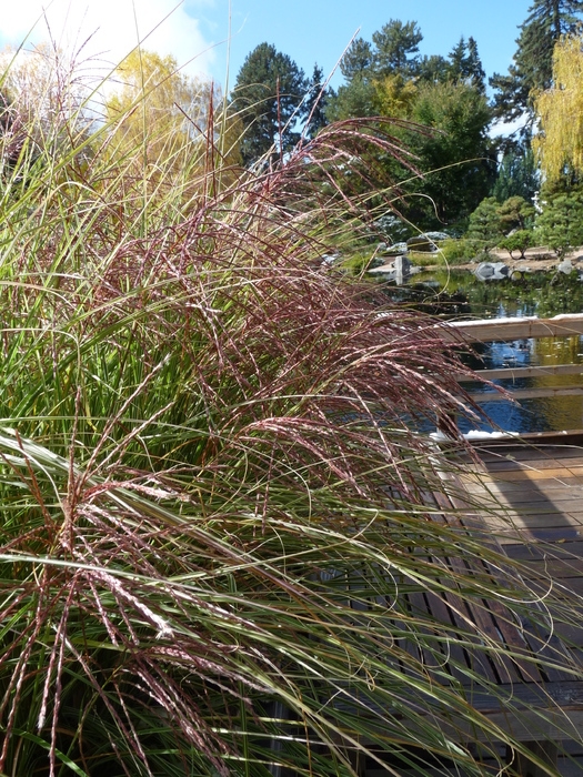 Miscanthus sinensis 'Yakujima'