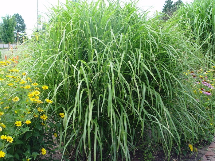 Miscanthus sinensis 'Zebrinus'