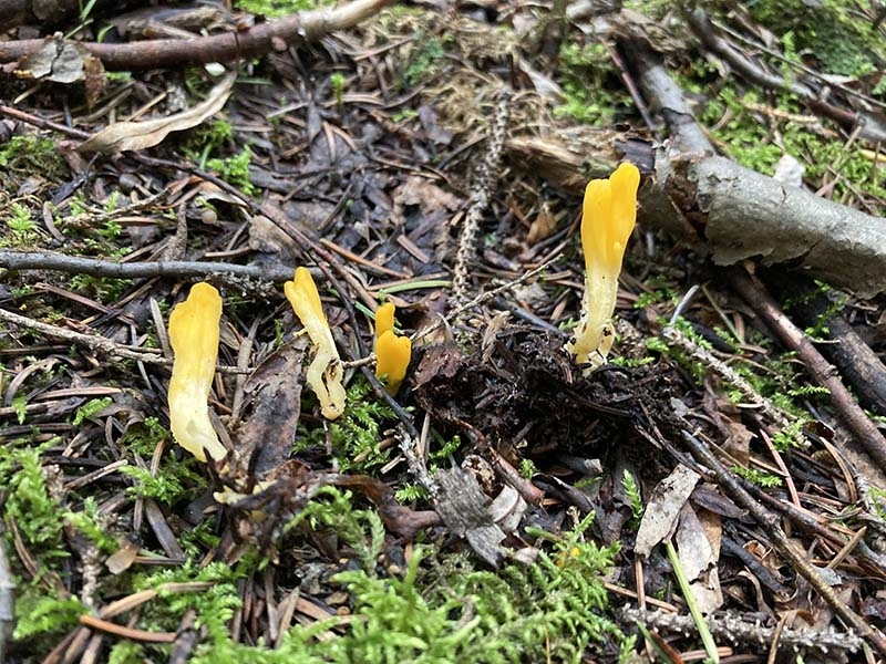 Neolecta_irregularis