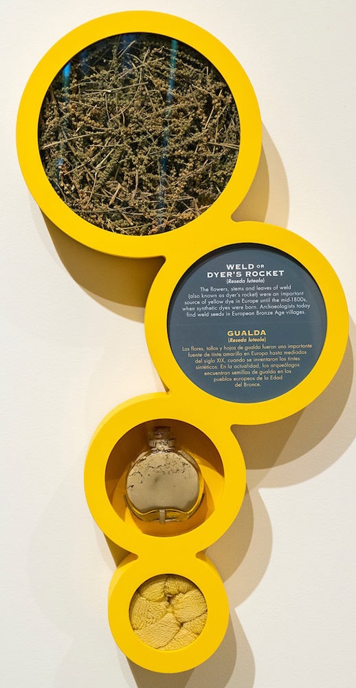 Golden Opportunity: Botanical Illustration gallery