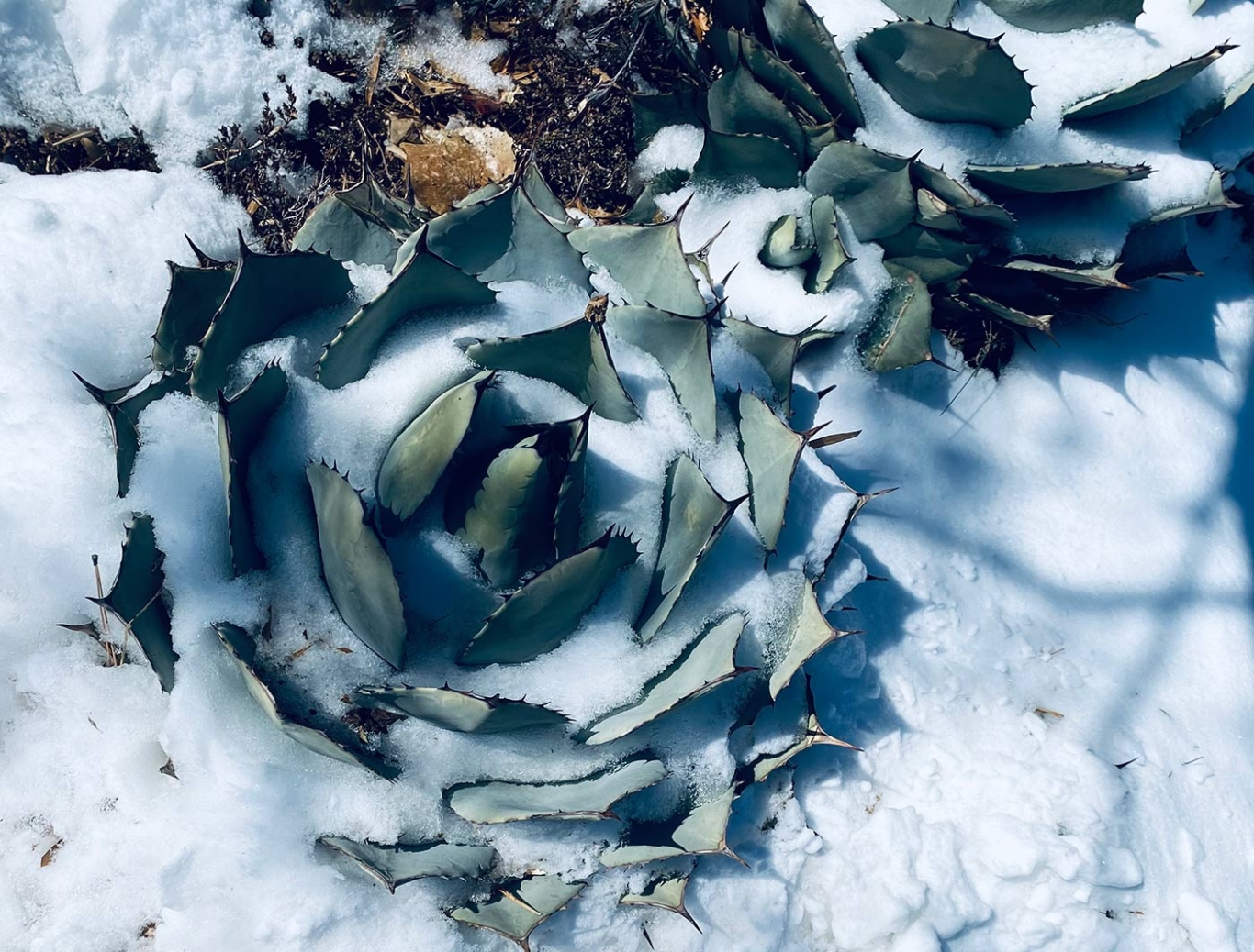 Parry’s agave (Agave parryi)