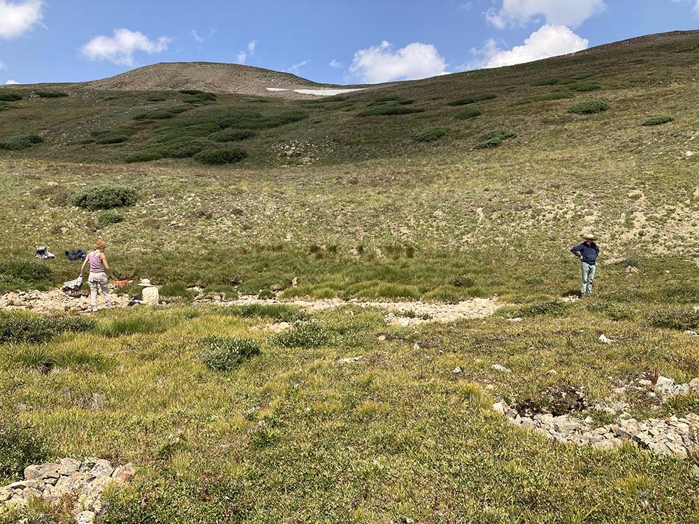 Eutrema penlandii scouting