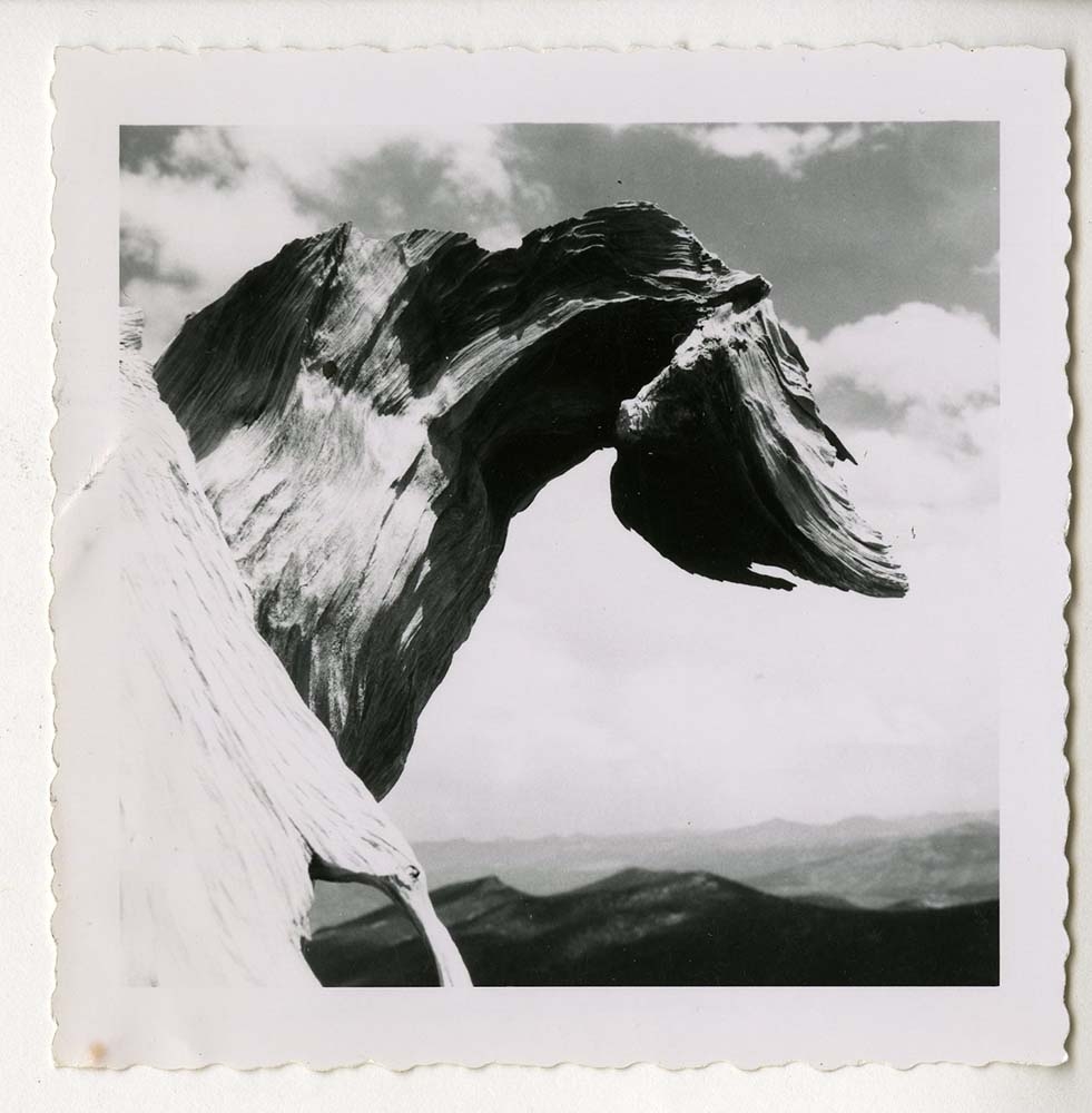 Flesh eating Brontosaurus