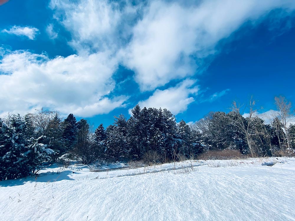 Plains Garden with Gates Garden behind