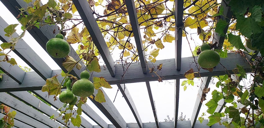 Birdhouse gourds in Le Potager