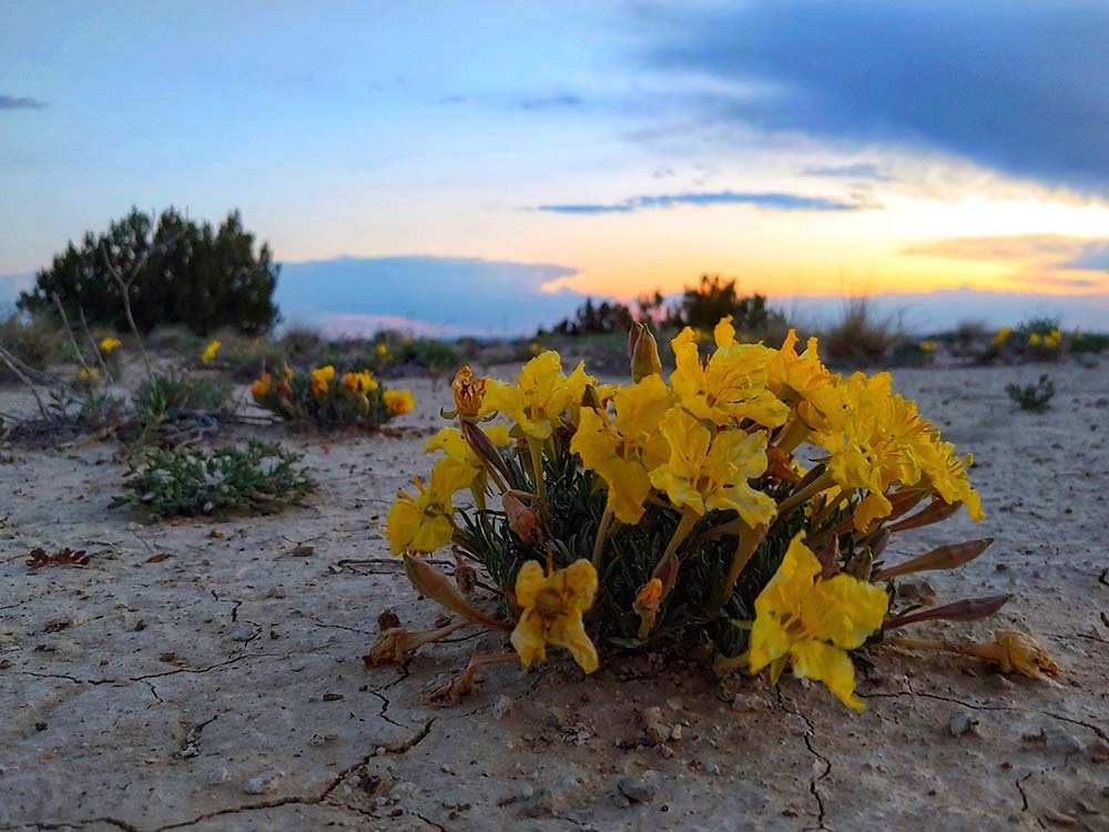 Oenothera Landulifolia