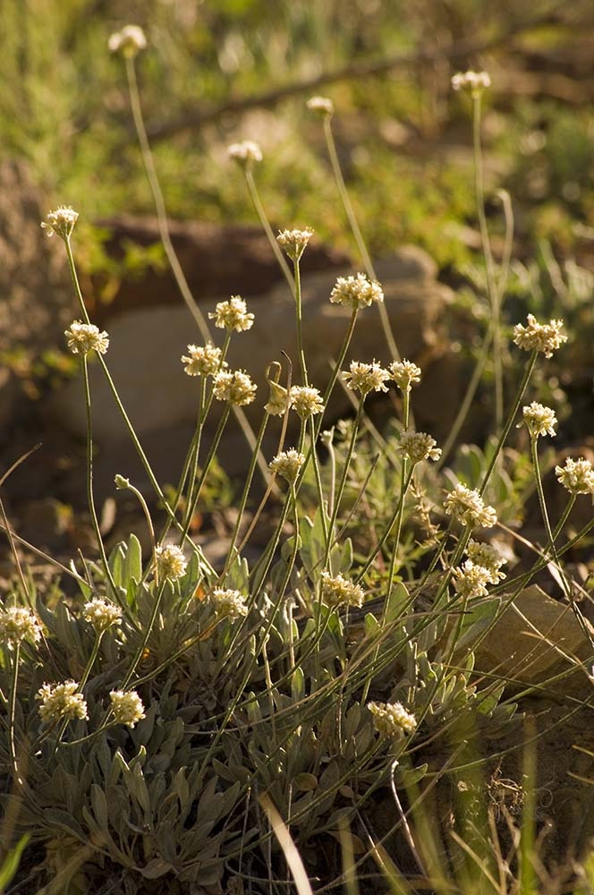 Eriogonum brandegeei