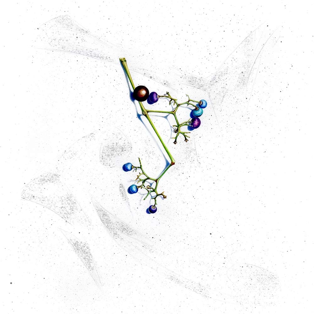 Laura Fantini, "Hope 29," colored pencil on illustration board, 2021.