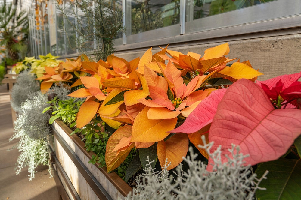 2021 Holiday Display in the Orangery