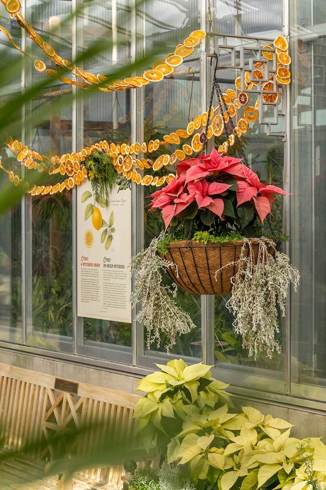 2021 Holiday Display in the Orangery
