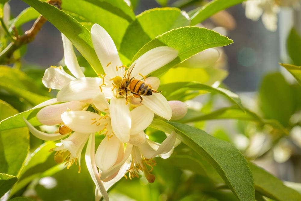 2021 Holiday Display in the Orangery