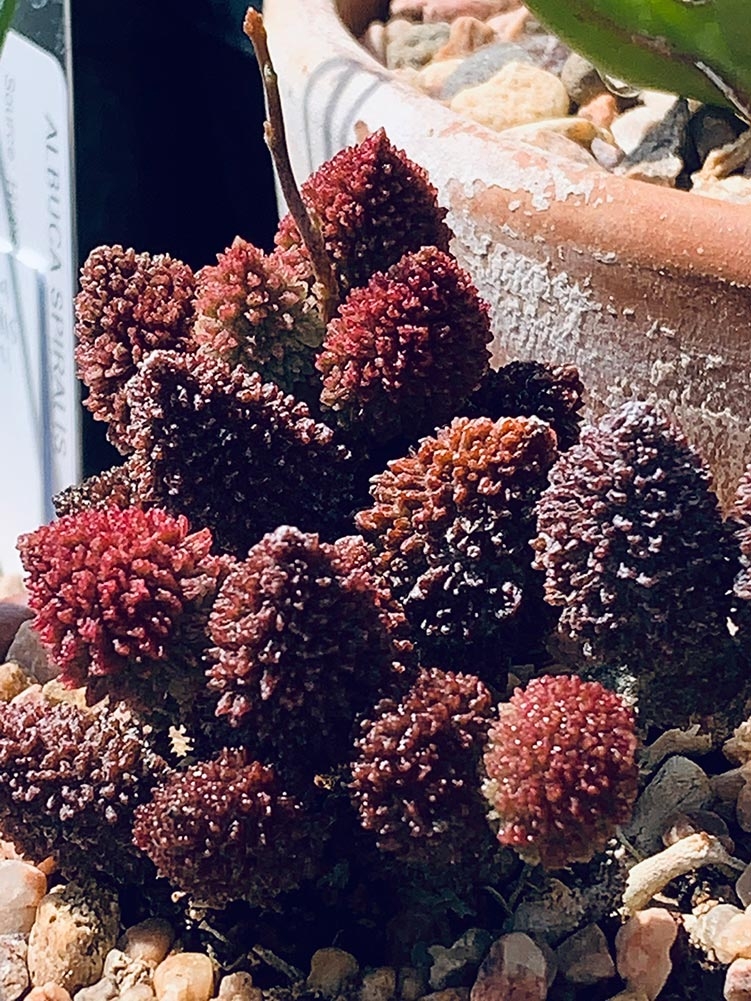 Adromischus marianiae f herrei
