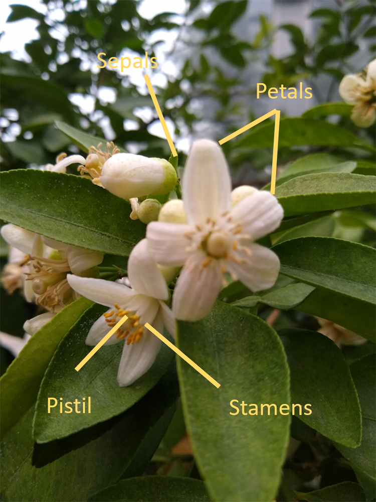 Citrus flower