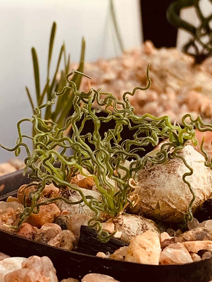 Ornithogalum thunbergii