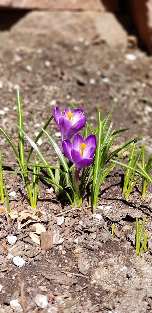 Crocus vernus