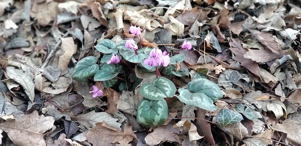 Eastern sowbread (Cyclamen coum)