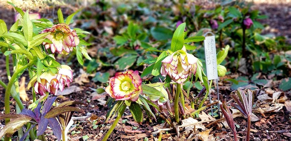 Lenten roses (Helleborus x hybridus 'Rose Quartz')