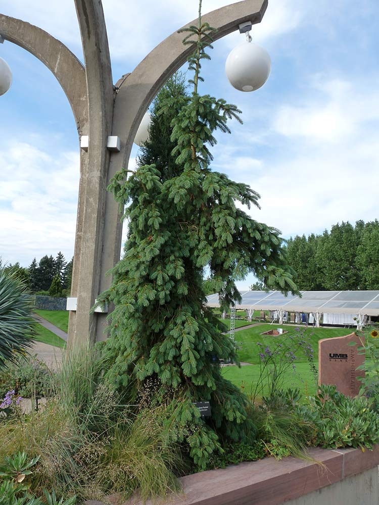 Picea glauca ‘Pendula’